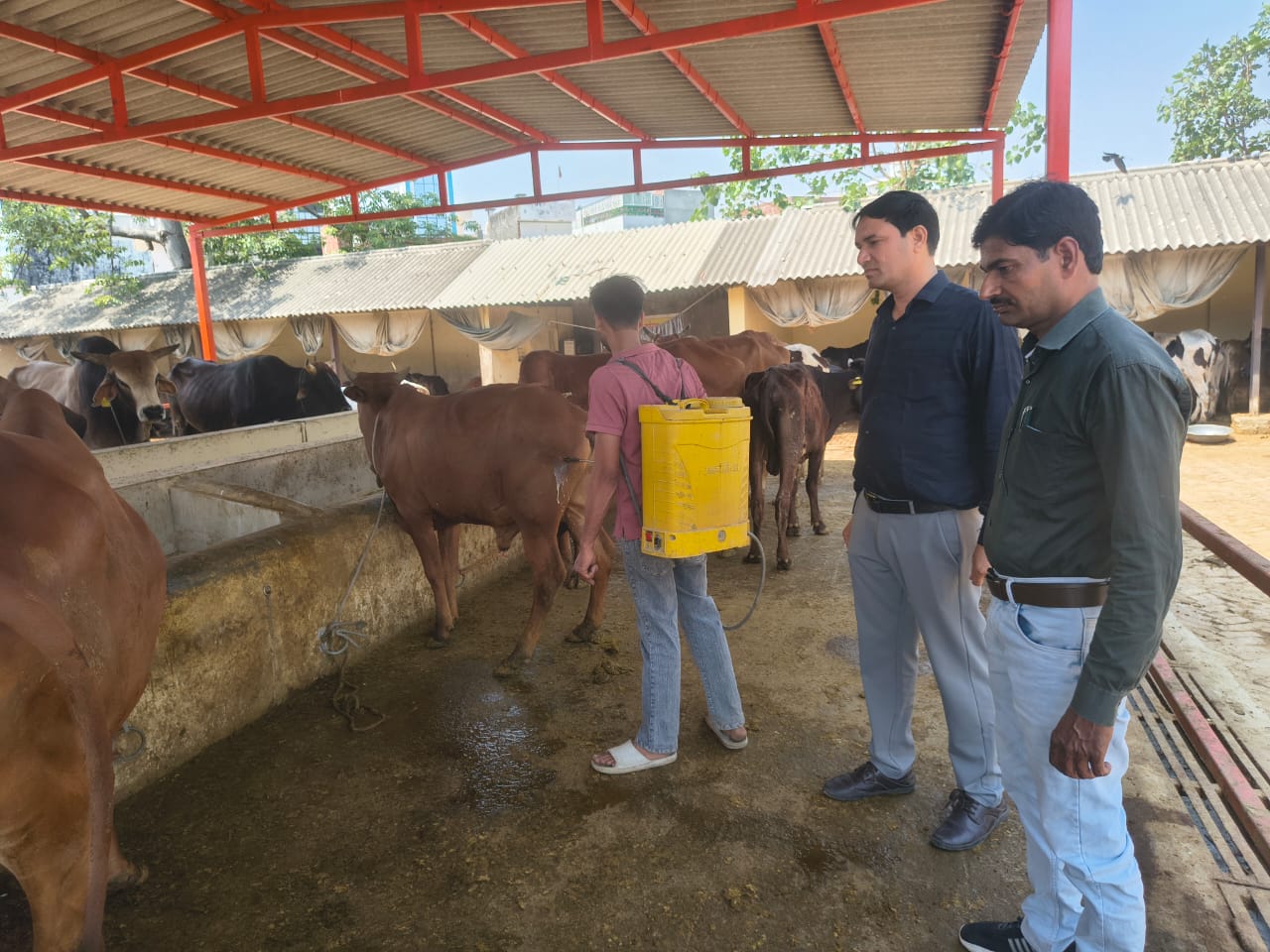 Monthly Care of a Cow