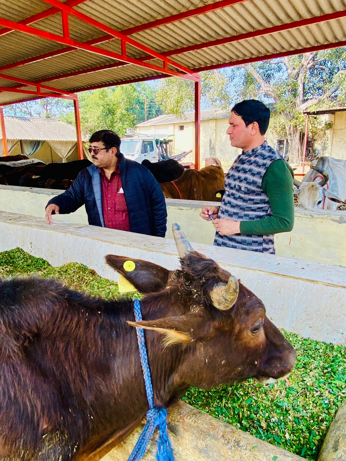 Service to Mother Cows